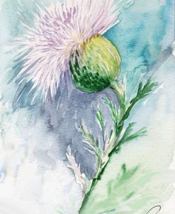 Thistle Watercolor Sketch