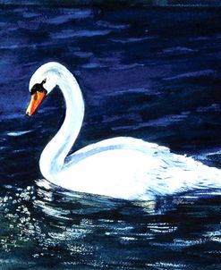 Clearwater Swan