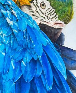 Tropical Majesty Silent Power 1