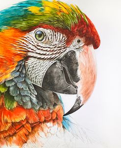 Tropical Majesty Turquoise Flame 3