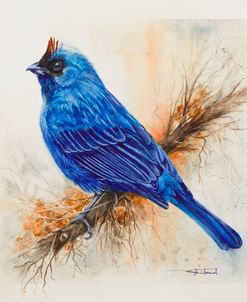 Tropical Majesty Sentinele