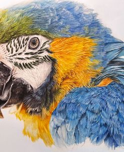 Tropical Majesty Golden Horizon 3