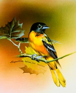 Baltimore Oriole