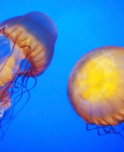 Jellyfish