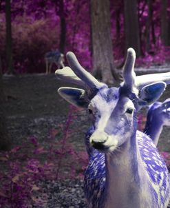 Purple Deer