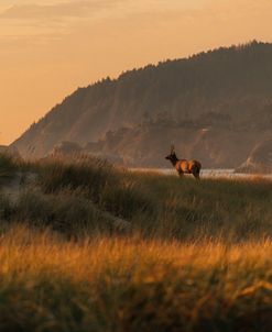 Cannon Beach Elk