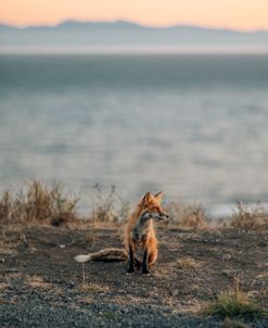 Fox At Sunset
