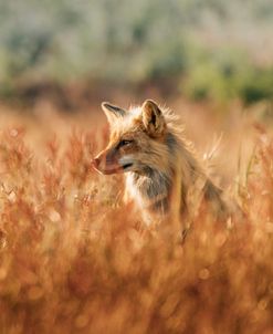 Fox In Tall Grass