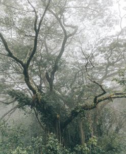 Old Foggy Tropical Tree