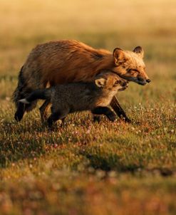 Momma Fox And Pup