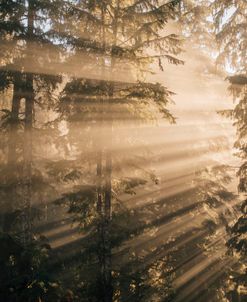 Sun Rays Through The Fog