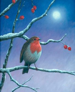 Robin by Moonlight