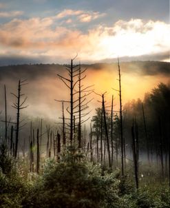 Vermont Swamp at Sunrise