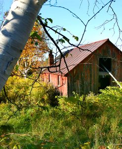 Overgrown-barn
