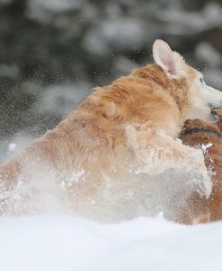 Attack Of The Golden