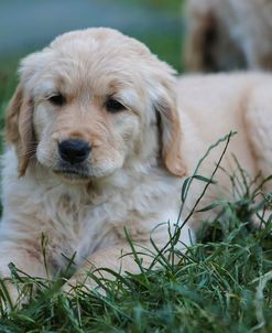 Content Golden Pup