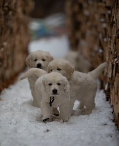 Curious Puppies