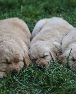 Exhausted Pups