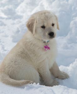 Golden Puppy And Snow I