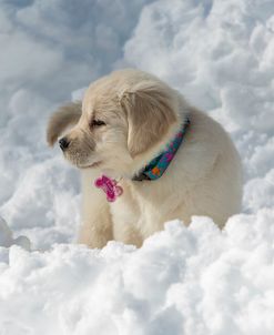 Golden Puppy And Snow Ii