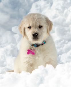 Golden Puppy And Snow Iii