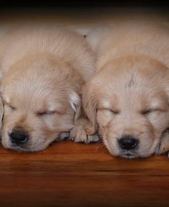 Sleeping Puppies