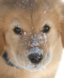 Snow Nose Golden I