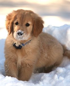 Snow Nose Golden Ii