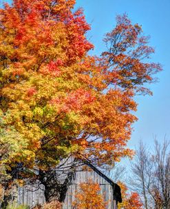 Vermont Foliage