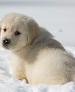 Puppy First Snow