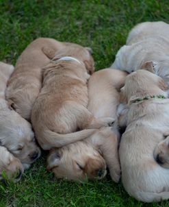 Puppy Hogpile