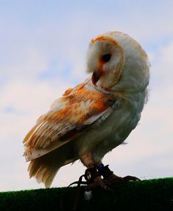 Barn Owl 2