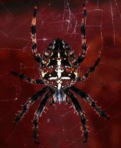 Garden Spider