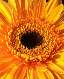 Gerbera Flower