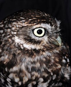 Little Owl