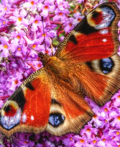 Peacock Butterfly 1