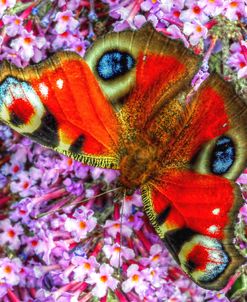 Peacock Butterfly 2