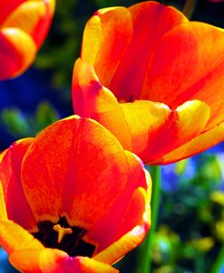 Tulips