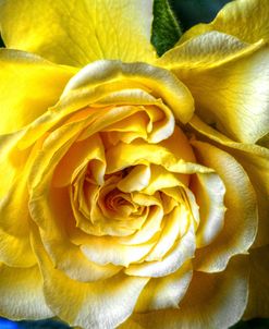 Yellow Rose