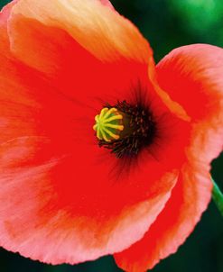 Poppy Flower 1