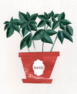 Basil Plant