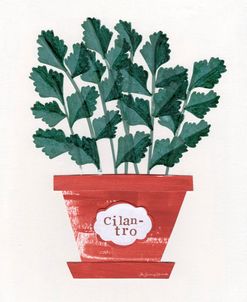 Cilantro Plant
