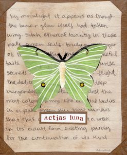 Actias Luna