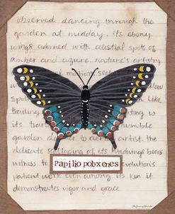 Papilio Polyxenes
