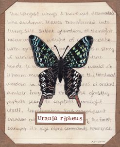 Urania Ripheus