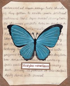 Morpho Menelaus