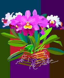 Cattleya Orchid