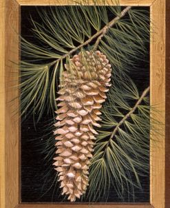 Pine Cone B