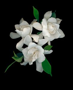 Gardenias #2