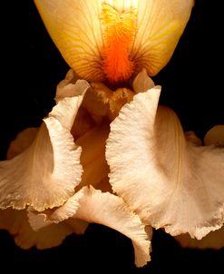 Peach Iris